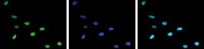 Immunocytochemistry/ Immunofluorescence: Histone H4 [ac Lys12] Antibody [NBP2-59266]